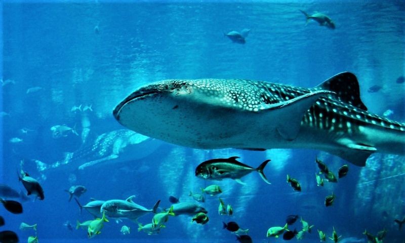 consectetur-distinctio-molestiae-eos-quia-et