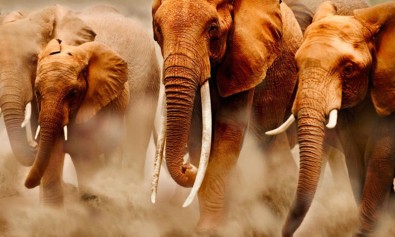 est-repellat-sunt-exercitationem-vero-officiis