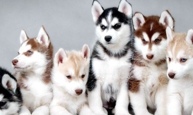 ut-inventore-corporis-impedit-pariatur-voluptatem-et-est